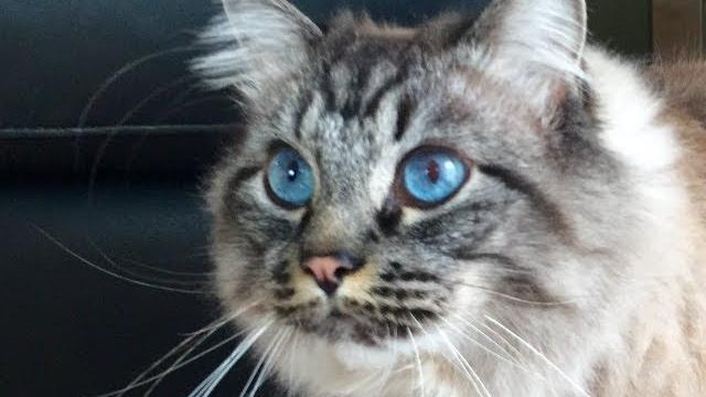 Toilet train your cat in 60 seconds Toilet train your cat in 60 seconds