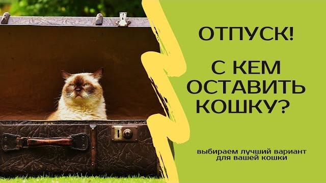 С кем оставить кота на время отпуска или отъезда С кем оставить кота на время отпуска или отъезда
