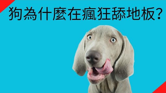 狗狗地板舔個不停~到底怎麼了? 狗狗地板舔個不停~到底怎麼了?