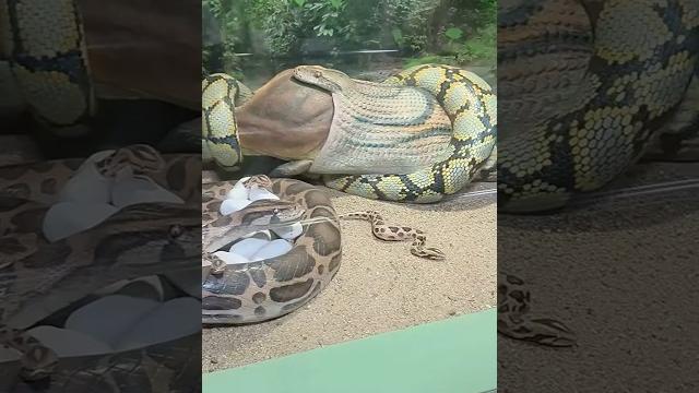 Top three largest snakes on earth! Top three largest snakes on earth!