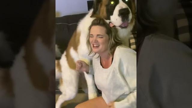 Saint bernard's hilarious humping moment you won’t believe! #shorts #dogshorts #funnydogvideo Saint bernard's hilarious humping moment you won’t believe! #shorts #dogshorts #funnydogvideo