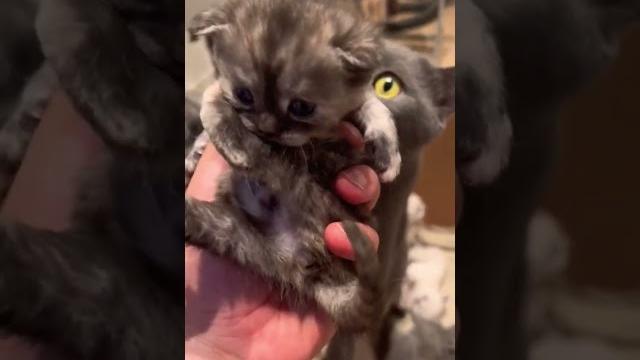 Mother cat protects kitten: maternal instincts Mother cat protects kitten: maternal instincts