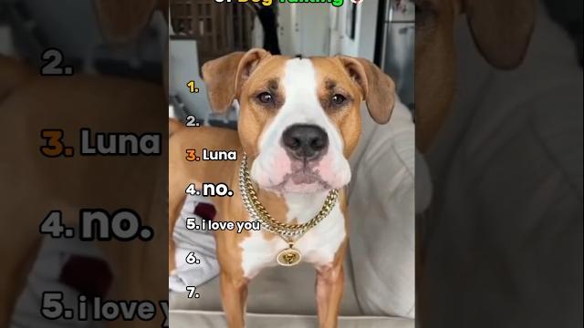 Ranking the funniest of dog talking Ranking the funniest of dog talking