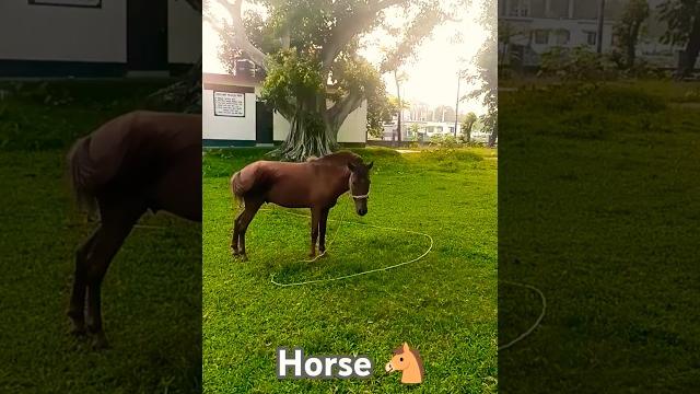 #bangladeshi horse . #bangladeshi horse .