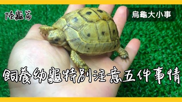飼養幼龜五個不可忽視的重點!!!陸龜篇《烏龜大小事》 飼養幼龜五個不可忽視的重點!!!陸龜篇《烏龜大小事》