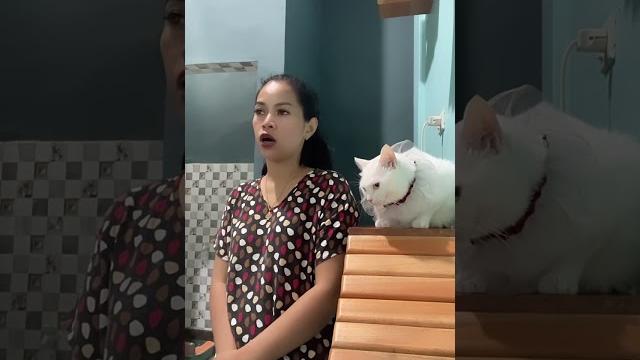 #shortsvideo#catlovers#shortsvideo #shortsvideo#catlovers#shortsvideo