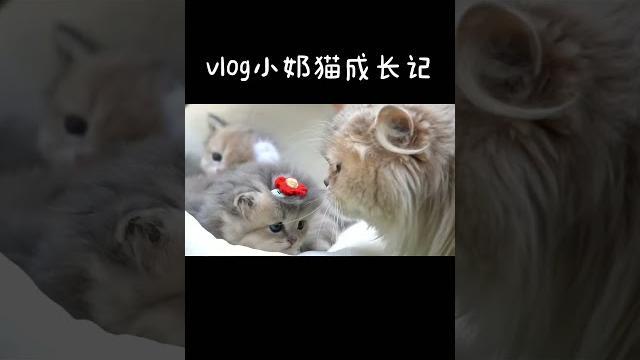 Zhumi cattery 小奶猫成长记vlog#蓝金渐层长毛 #英国长毛猫蓝金渐层 #英国长毛猫 #小奶喵 #治愈猫咪 #铲屎官的乐趣 #记录猫咪日常 #喵星人 #家有萌宠 #萌宠成长记 Zhumi cattery 小奶猫成长记vlog#蓝金渐层长毛 #英国长毛猫蓝金渐层 #英国长毛猫 #小奶喵 #治愈猫咪 #铲屎官的乐趣 #记录猫咪日常 #喵星人 #家有萌宠 #萌宠成长记