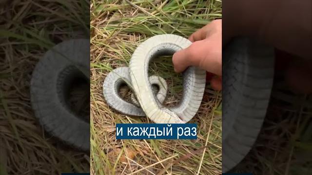 Дайте ей оскар! змея притворяется мёртвой Дайте ей оскар! змея притворяется мёртвой