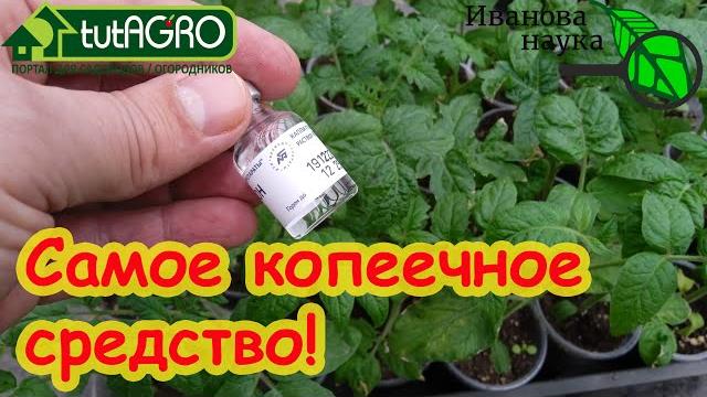 Самое копеечное средство для рассады. рассада моментально крепкая, приживаемость 100 %. Самое копеечное средство для рассады. рассада моментально крепкая, приживаемость 100 %.