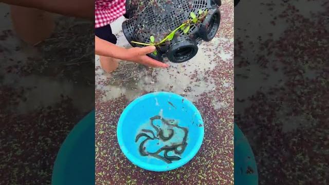 It's time to catch loaches again #rurallife #outdoors #fishfood #fishtrip #xiaomei #fishingfun It's time to catch loaches again #rurallife #outdoors #fishfood #fishtrip #xiaomei #fishingfun