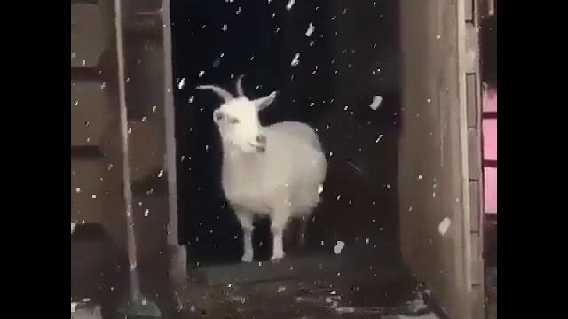 Эээж Эээж
