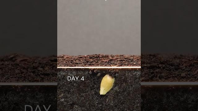 Growing orange tree from seed #timelapse #plants Growing orange tree from seed #timelapse #plants