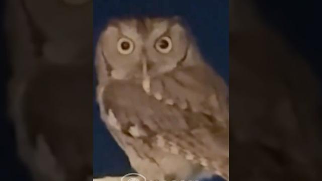 Owl destroys girl after she mocks his tiny butt Owl destroys girl after she mocks his tiny butt