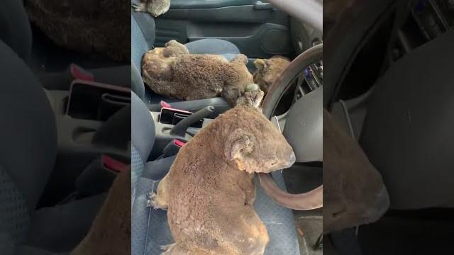 Koalas rescued from bushfires on kangaroo island Koalas rescued from bushfires on kangaroo island