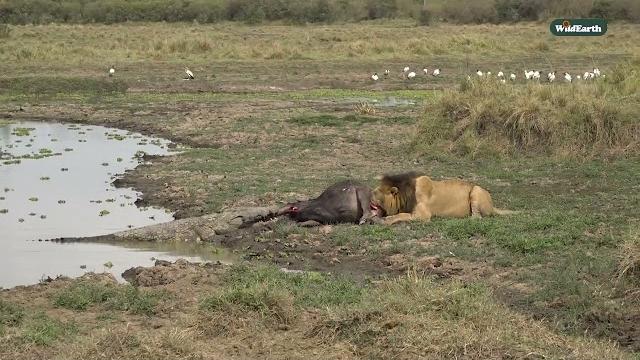 Savage showdown: lion vs. croc Savage showdown: lion vs. croc
