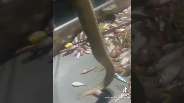 Fisherman catches poisonous sea snake and releases it Fisherman catches poisonous sea snake and releases it