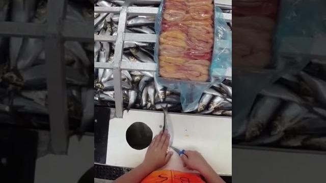 Watch herring roe cutters hard at work Watch herring roe cutters hard at work