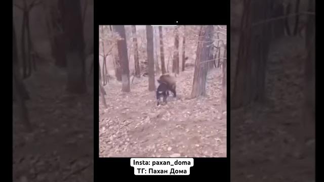 Охота удалась #юмор #приколы #пахандома #озвучка #охота #кабан #охотники #собака #собаки #dogs #dog Охота удалась #юмор #приколы #пахандома #озвучка #охота #кабан #охотники #собака #собаки #dogs #dog
