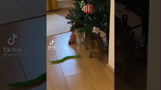 Kucing dikejar ular..begini jadinya Kucing dikejar ular..begini jadinya