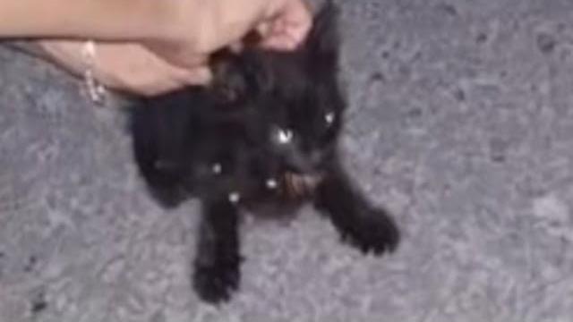 Rare cat with unusual eyes melts heart Rare cat with unusual eyes melts heart