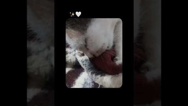 Ngemut ngemut selimut Ngemut ngemut selimut