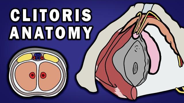 Anatomy of the clitoris Anatomy of the clitoris