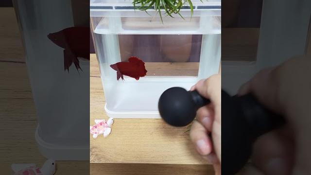 鬥魚日常-胖魚追逐戰 鬥魚日常-胖魚追逐戰