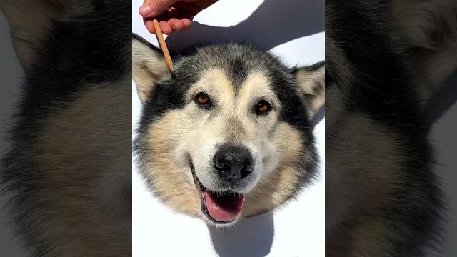 Как нарисовать собаку i drawing a dog Как нарисовать собаку i drawing a dog