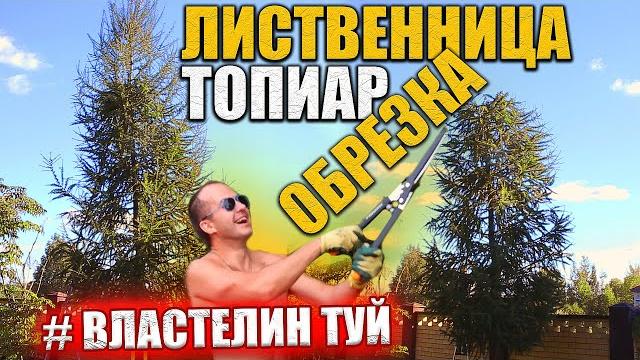 Лиственница в ландшафтном саду | хитрости обрезки лиственницы | @lord_of_garden_belarus Лиственница в ландшафтном саду | хитрости обрезки лиственницы | @lord_of_garden_belarus