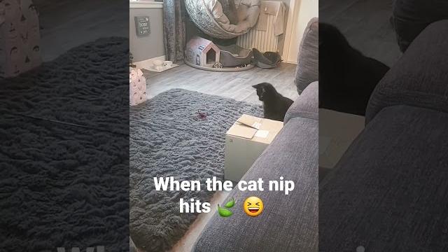 Cat nip power up caught on camera #cat #blackcat #catsofinstagram #funny #catnip #catsoftiktok Cat nip power up caught on camera #cat #blackcat #catsofinstagram #funny #catnip #catsoftiktok