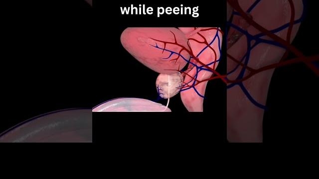 The male bladder and urethra while peeing The male bladder and urethra while peeing