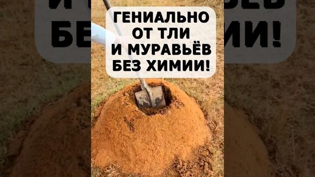 Быстрые средства против муравьёв и тли. без препаратов и без химии! #огород #дача #сад #муравьи #тля Быстрые средства против муравьёв и тли. без препаратов и без химии! #огород #дача #сад #муравьи #тля