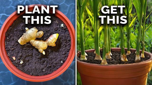 How to grow ginger in containers and get a huge harvest How to grow ginger in containers and get a huge harvest