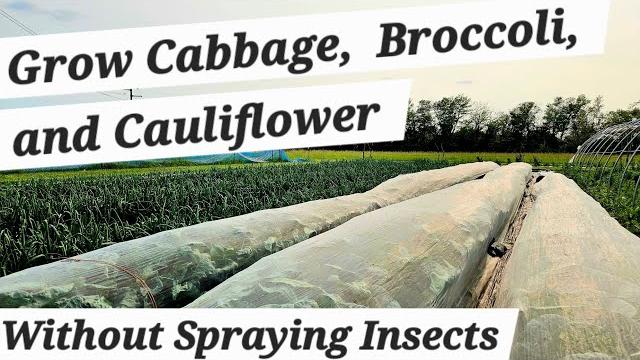 How to grow broccoli, how to grow cauliflower, and how to grow cabbage without insecticides How to grow broccoli, how to grow cauliflower, and how to grow cabbage without insecticides