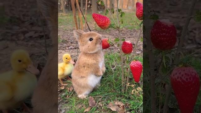 小兔子吧唧吧唧吃草莓#兔子 #萌宠 #rabbits 小兔子吧唧吧唧吃草莓#兔子 #萌宠 #rabbits