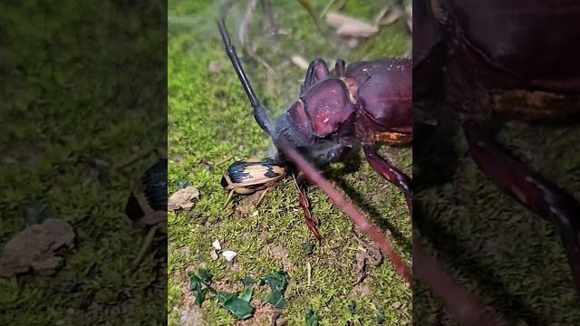 Bombardier beetle vs. longhorn beetle Bombardier beetle vs. longhorn beetle