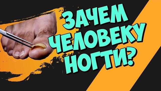 Зачем человеку ногти? интересные факты. Зачем человеку ногти? интересные факты.