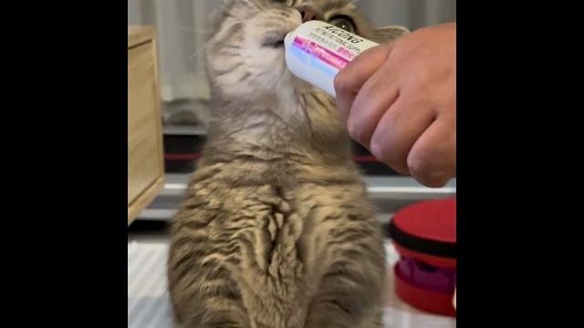 #cat #cute #cat #cute
