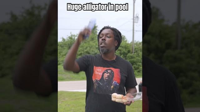 Huge alligator in the pool Huge alligator in the pool