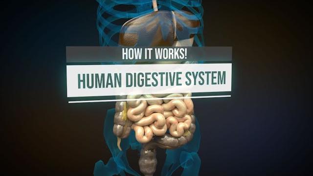 Human digestive system - how it works! (animation) Human digestive system - how it works! (animation)