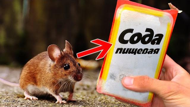 Как избавиться от мышей за 5 минут Как избавиться от мышей за 5 минут
