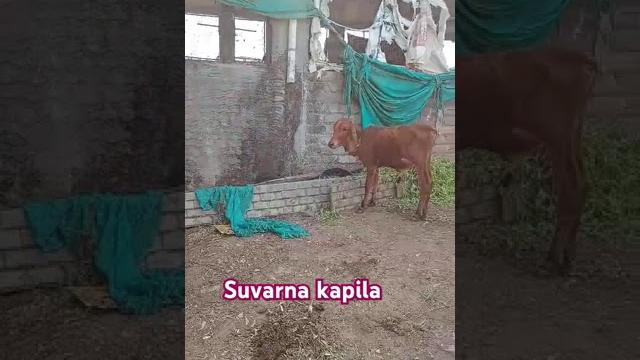 Original gir suvarna kapila 9595469303 Original gir suvarna kapila 9595469303
