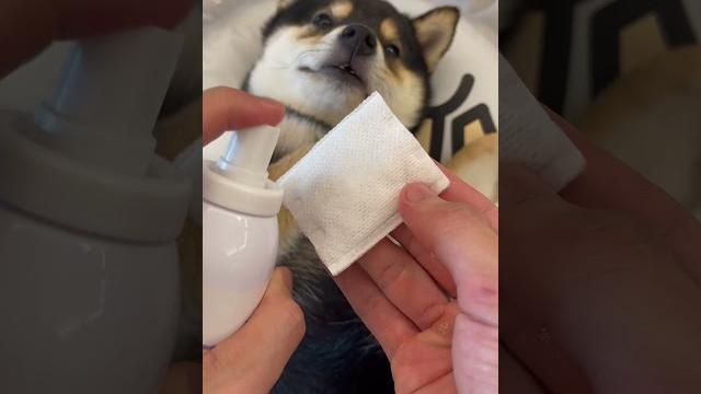 Manyu's cleaning time, immersive puppy spa (wear headphones) Manyu's cleaning time, immersive puppy spa (wear headphones)