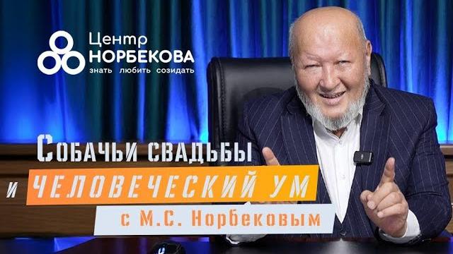 Открытый вебинар с м.с. норбековым “вебинар с м.с. норбековым “собачьи свадьбы и человеческий ум” 5 Открытый вебинар с м.с. норбековым “вебинар с м.с. норбековым “собачьи свадьбы и человеческий ум” 5