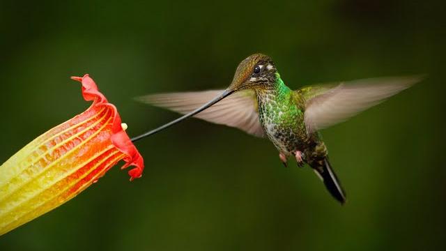 A kolibri csodája minden képzeletet felülmúl A kolibri csodája minden képzeletet felülmúl