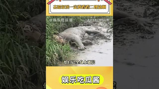 去哈爾濱一定要看看二埋汰啊#東北虎 #黑龍江 #二埋汰 #哈爾濱 抖音小助手 去哈爾濱一定要看看二埋汰啊#東北虎 #黑龍江 #二埋汰 #哈爾濱 抖音小助手