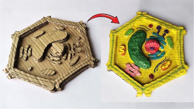 Cardboard plant cell model | diy project Cardboard plant cell model | diy project