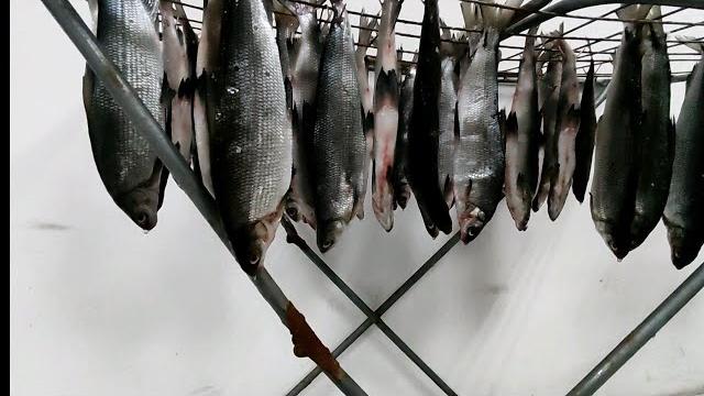 Как за вялить рыбу. # сиг. самый простой рецепт! Как за вялить рыбу. # сиг. самый простой рецепт!