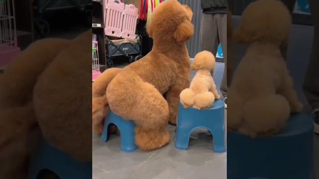 The dog groomer 5 The dog groomer 5