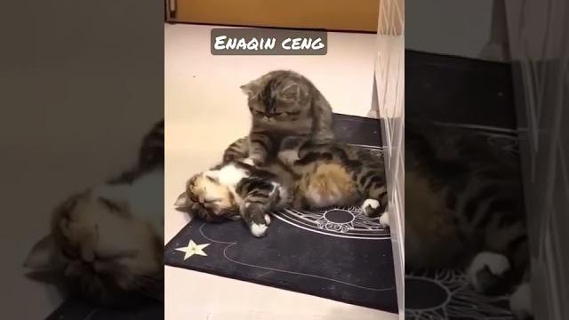 Pijat plus plus koceng Pijat plus plus koceng